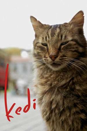 Kedi 2017 Poster