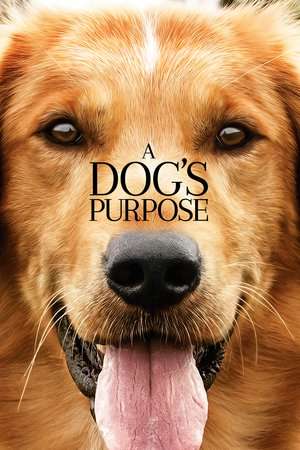 Poster A Dog’s Purpose (2017) jf