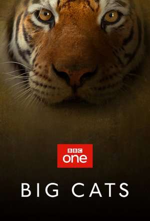 Big Cats Season 01 (2018) Poster