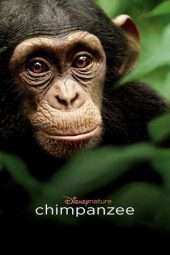 Chimpanzee (2012) jf
