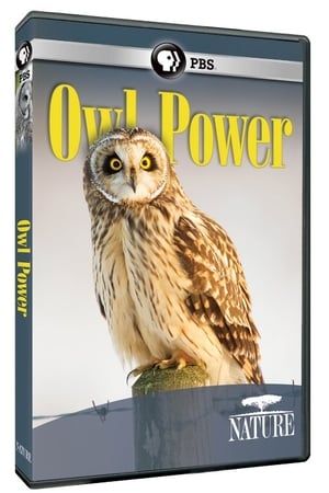 Poster Owl Power (2015)