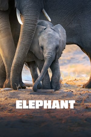 Elephant 2020 Poster