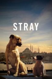 Stray (2020) jf