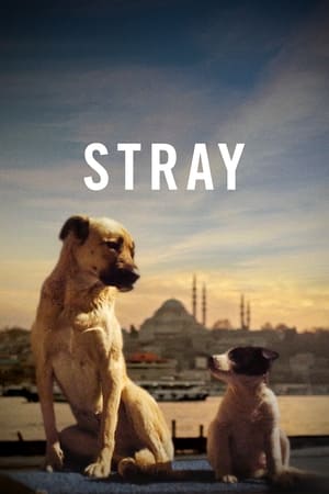 Stray 2020 Poster