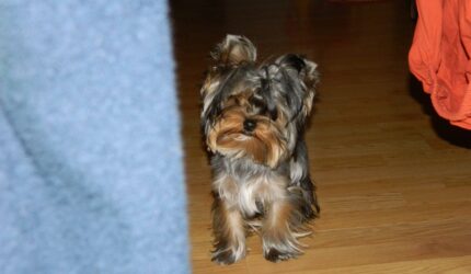 Nonton Film rangkuman drama korea New Heart (2007–08) lengkap Sub Indo