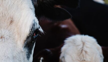 Nonton Film Drakor Tanpa Batas Kapanpun Dan Dimanapun Dengan Aplikasi Offline Terbaik! Yuk Download Sekarang! Sub Indo