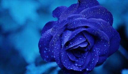 Nonton Film spoiler serial korea Bloody Romance (2022) lengkap Sub Indo