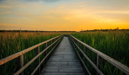 Nonton Film the Bad Sub Indo