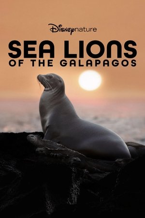 Sea Lions of the Galapagos 2025 Poster